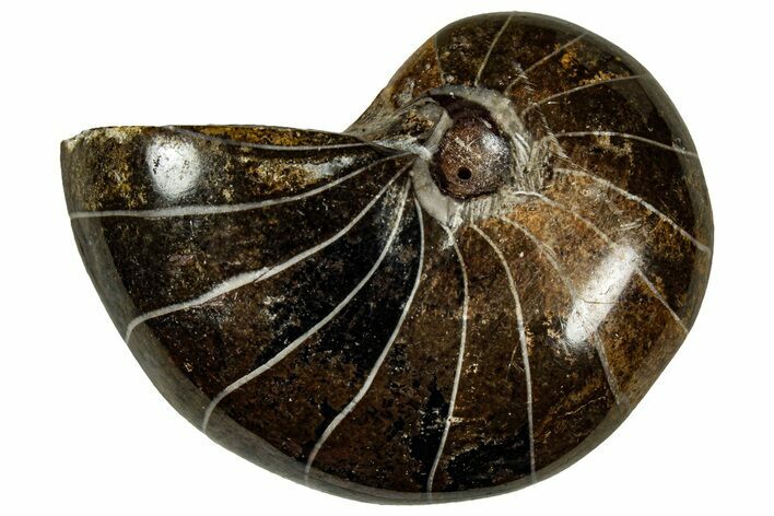 Polished Fossil Nautilus (Cymatoceras) - Unusual Black Color! #329226
